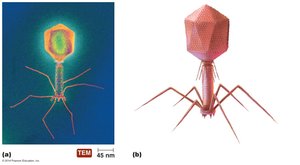 Complex shape of bacteriophage T4