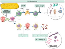 Development and functions of B and T cells, and sites of immunodeficiency