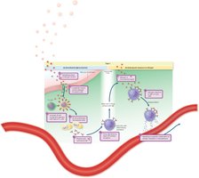 Diagram of sensitization and allergic response: IgE production, mast cell priming, and mediator release