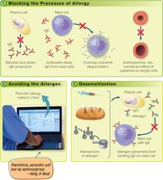 Treatment and prevention of allergy: blocking processes, avoiding allergens, and desensitization