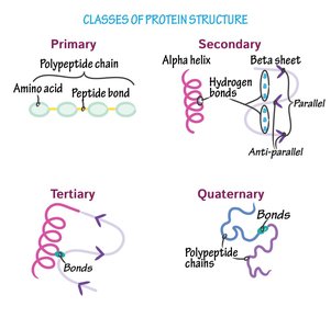 Bacterial cell structure