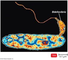 Bdellovibrio bacteriovorus attacking another bacterium