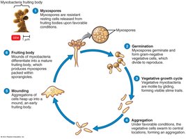 Myxococcales fruiting body and life cycle