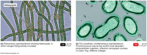 Cyanobacteria with heterocysts and unicellular forms