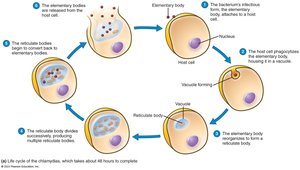 Chlamydia life cycle