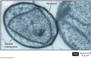 Gemmata obscuriglobus with double membrane and nucleoid