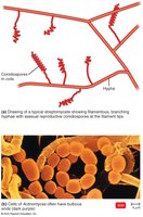Streptomyces branching filaments