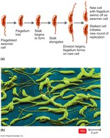 Caulobacter life cycle and morphology