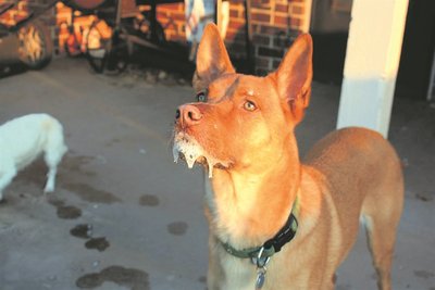 Dog with symptoms of rabies (foaming at the mouth)