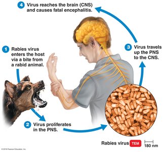 Pathology of rabies infection: transmission and progression