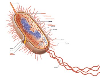 Diagram of a prokaryotic cell with labeled structures
