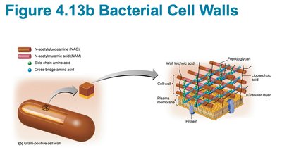 Diagram of gram-positive bacterial cell wall