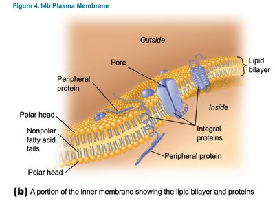 Diagram of lipid bilayer and membrane proteins