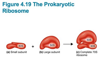 Diagram of prokaryotic ribosome subunits