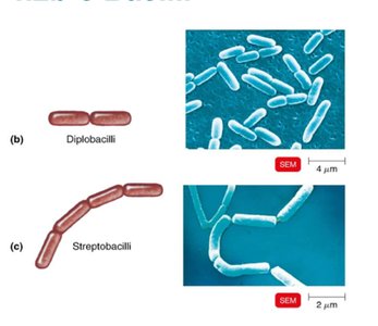 SEM images of diplobacilli and streptobacilli