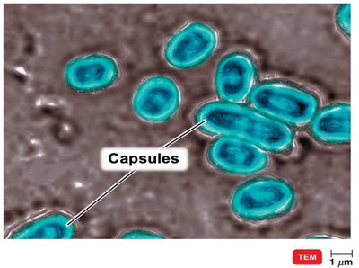 TEM image showing bacterial capsules