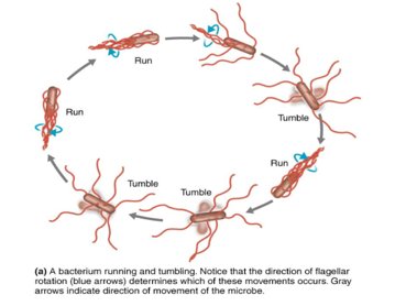 Diagram showing bacterial movement: run and tumble