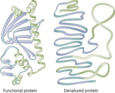 Protein denaturation