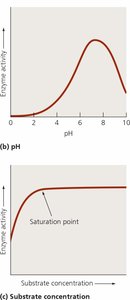 Effect of pH and substrate concentration on enzyme activity