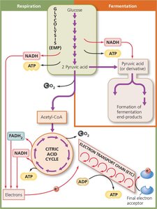 Summary of glucose catabolism