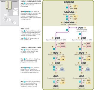 Glycolysis by the EMP pathway