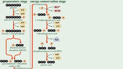Steps of glycolysis