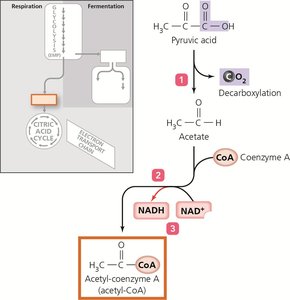 Pyruvate dehydrogenase complex