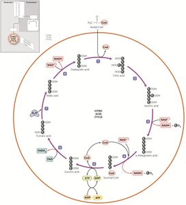 Citric acid cycle