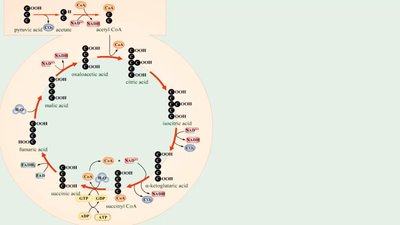 Krebs cycle steps