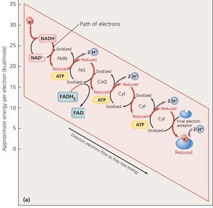 Electron transport chain arrangement