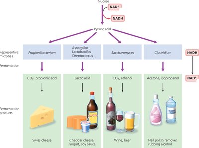 Fermentation products and organisms