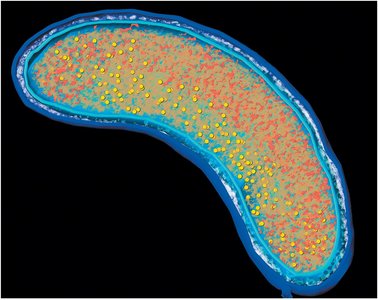 Cryogenic electron tomography of a bacterial cell envelope