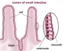 Microvilli on epithelial cells