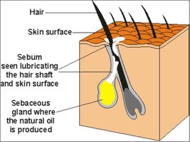 Diagram of hair follicle and sebaceous gland