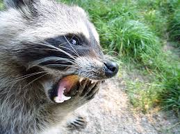 Rabid animal bite as direct contact transmission