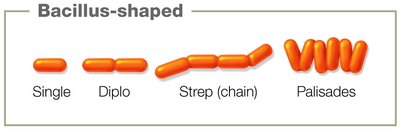 Other bacterial shapes