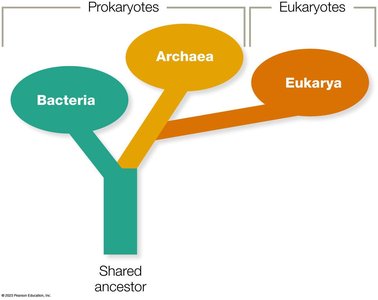 Tree of life showing domains