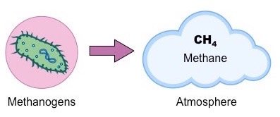 Methanogens producing methane