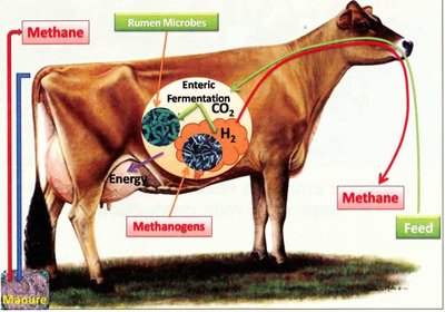 Environmental and gut ecosystems for methanogens