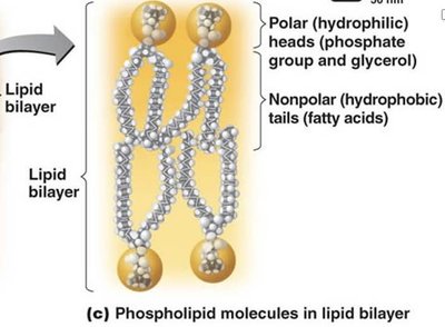 Phospholipid bilayer structure