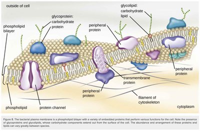 Fluid-mosaic model of plasma membrane