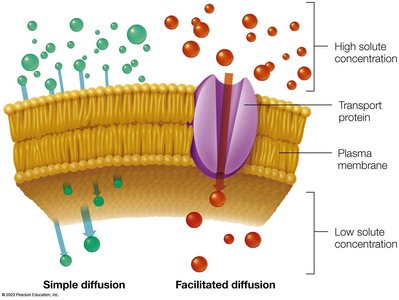 Simple and facilitated diffusion