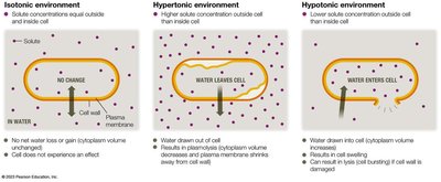 Osmosis in different environments