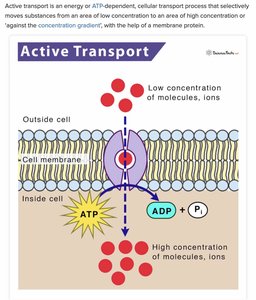 Active transport mechanism