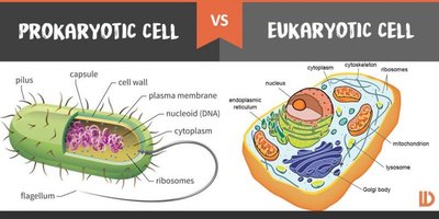 Comparison of prokaryotic and eukaryotic cells
