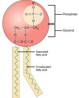 Phospholipid structure