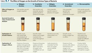 Growth patterns by oxygen requirement