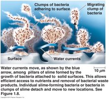 Biofilm structure and water currents
