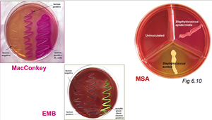 MacConkey, EMB, and MSA plates