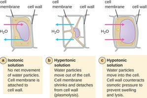 Osmotic effects on bacterial cells